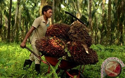 PALM OIL THE BEST ALTERNATIVE ENERGY REPLACING FOSSIL