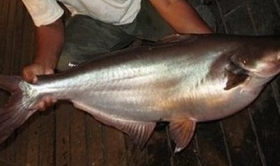 REVENUES FROM CATFISH BUSINESS IN THIS REGION REACH RP200 BILLION