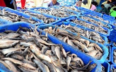 TRADE MINISTRY FACILITATES FISHERY EXPORTS WORTH US $1.5 M