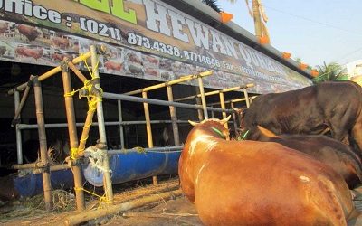 QURBAN ANIMAL MALL, CATTLE BUSINESS INNOVATION IN INDONESIA