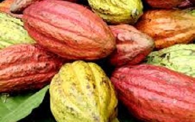 WEST SULAWESI SEEKS INVESTORS FOR COCOA INDUSTRY