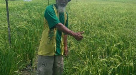 PADANG SUCCESSFULLY  INCREASES RICE PRODUCTION 10.01 PERCENT