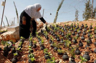 PALESTINIANS GROW FLOWERS IN SPENT ISRAELI TEAR GAS GRENADES