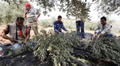 THE OLIVE TREE IS A SYMBOL OF PALESTINE: “OUR OLIVE IS RESISTANCE”