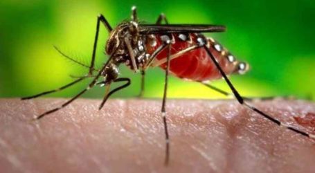 CLIMATE CHANGE, CITY GROWTH INCREASE RISK OF DENGUE FEVER