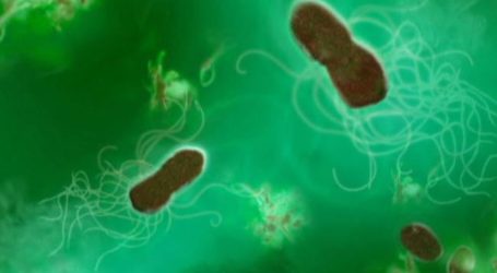 US FLU VIRUS REACHES EPIDEMIC LEVELS, KILLS 15 CHILDREN: CDC