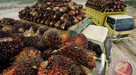INDONESIA PALM OIL INDUSTRY NEEDS SKILLED HUMAN RESOURCES