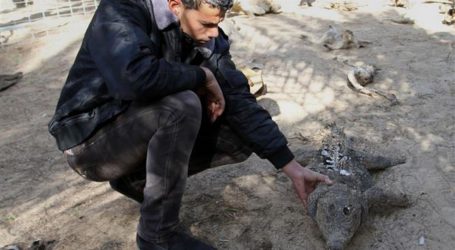 ZOO ANIMALS SUFFER FROM ISRAEL’S BLOCKADE ON GAZA STRIP