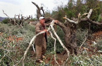 Israeli Settlers Steal Palestinian Olives in Nablus