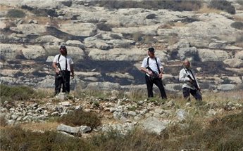 SETTLERS DESTROY 1200 PALESTINIAN OLIVE TREES NEAR HEBRON