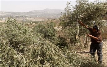 ISRAELI FORCES UPROOT 300 OLIVE TREES IN NABLUS