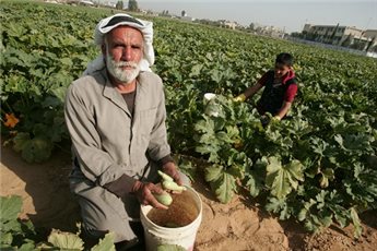 GAZA VEGETABLES ENTER ISRAEL FOR 1ST TIME SINCE 2007