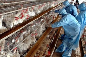 800 CHICKENS INFECTED WITH BIRD FLU CULLED IN GAZA