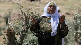 REPORT: 1350 OLIVE TREES UPROOTED IN AL-KHALIL DURING MARCH