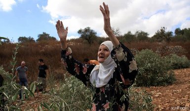 ISRAELI SETTLERS BURN 250 OLIVE TREES IN BETHLEHEM