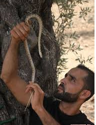PALESTINIAN YOUTH USE SNAKES TO FIGHT ISRAELI OCCUPATION