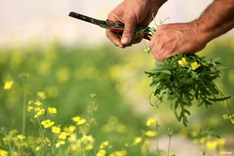 THYME CULTIVATION FUELS PALESTINIAN GREEN GOLD RUSH