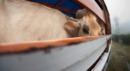 Largest Halal Beef Farm To Be Built In Kazakhstan