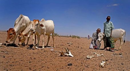 Ethiopia drought ‘as bad for children as Syria’s war’