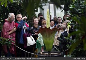 Corpse Flower Blooms For First Time In Copenhagen.