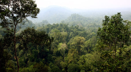 Brunei to Host Asia-Pacific Ministers for Rainforest Summit