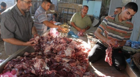 UNWRA Distributes Sacrificial lambs to Palestinians Families
