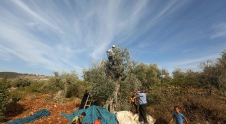 IOF Forces Palestinian Farmers to Leave Their Lands in Nablus