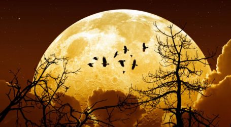 Moon Watchers Get January Treat