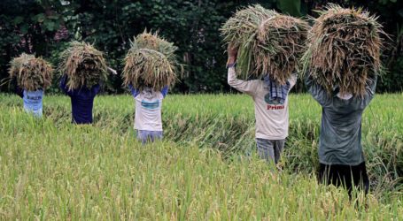 Indonesian Governtment Targets to Export 100,000 Tons of Rice