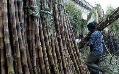 Sugar Lobby Group Welcomes Indonesia’s Announcement to Lower Export Tariffs