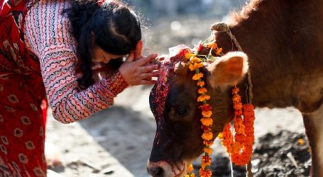 Slaughtering Cows Now Punishable with Life Imprisonment in Gujarat