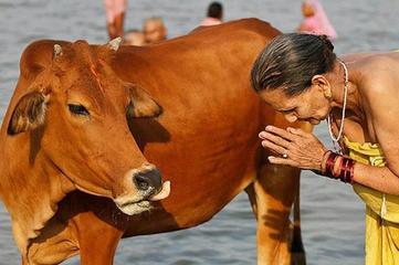 Cow Protection: Indian PM Decries Mob Lynching