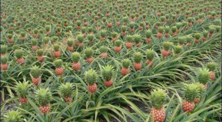 Indonesia’s Fresh Pineapple Enters  Italian Market