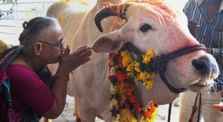 Cow Vigilantes Suspected in Indian Muslim’s Killing