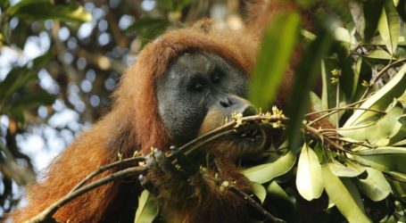 Newly Discovered Orangutan Species in Indonesia Already at Risk: Greenpeace