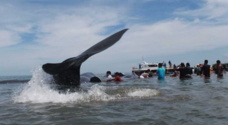 People Band Together in Desperate Effort to Save Pod of Beached Whales in Indonesia