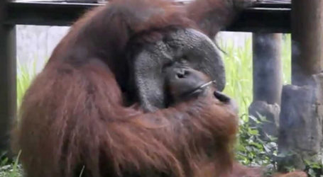 Indonesian Zoo Slammed over Footage of Orangutan Smoking