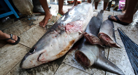 Call for Restrictions on Shark Fishing in Indonesia