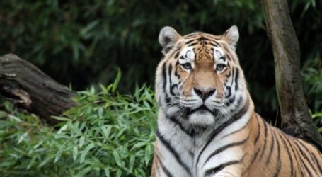 Population of Sumatran Tigers Reaches 400