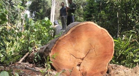 Indonesia, FAO Renew Cooperation in Timber Trade