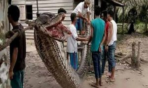 Woman Swallowed by Giant Python in Indonesia - MINA News Agency