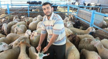 Gaza Abundant Sacrificial Animals, Weak Purchasing