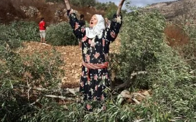 Israeli Settlers Plunder Palestinian Olive Groves in West Bank