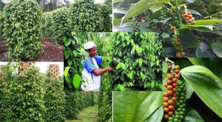 Bangka Belitung, The Biggest Pepper Production in Indonesia