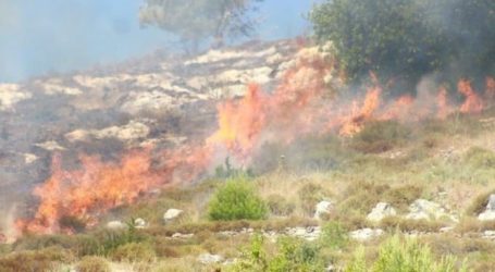 Israeli Settlers Burn Olive Trees in Nablus, Palestine