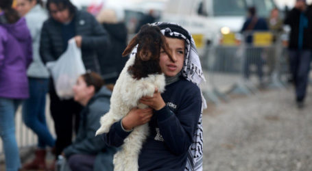 Israel Blocks Palestinians from Selling Lambs in Jordan Valley