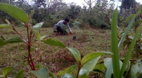 Indonesia Supports Waqf Forest for Environmental Sustainability