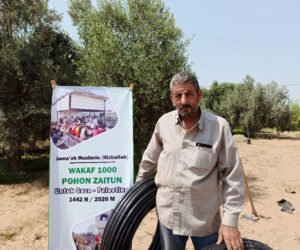 Jama’ah Muslimin Plants More than 1,000 Olive Trees in Gaza