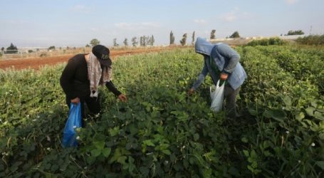 Palestinian Farmer Promote Organic Farming
