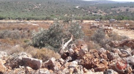 Dozens of Palestinian Olive Trees Destroyed by Jewish Settlers